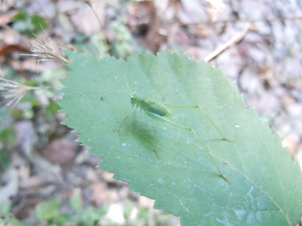 Neanide di Phaneroptera?